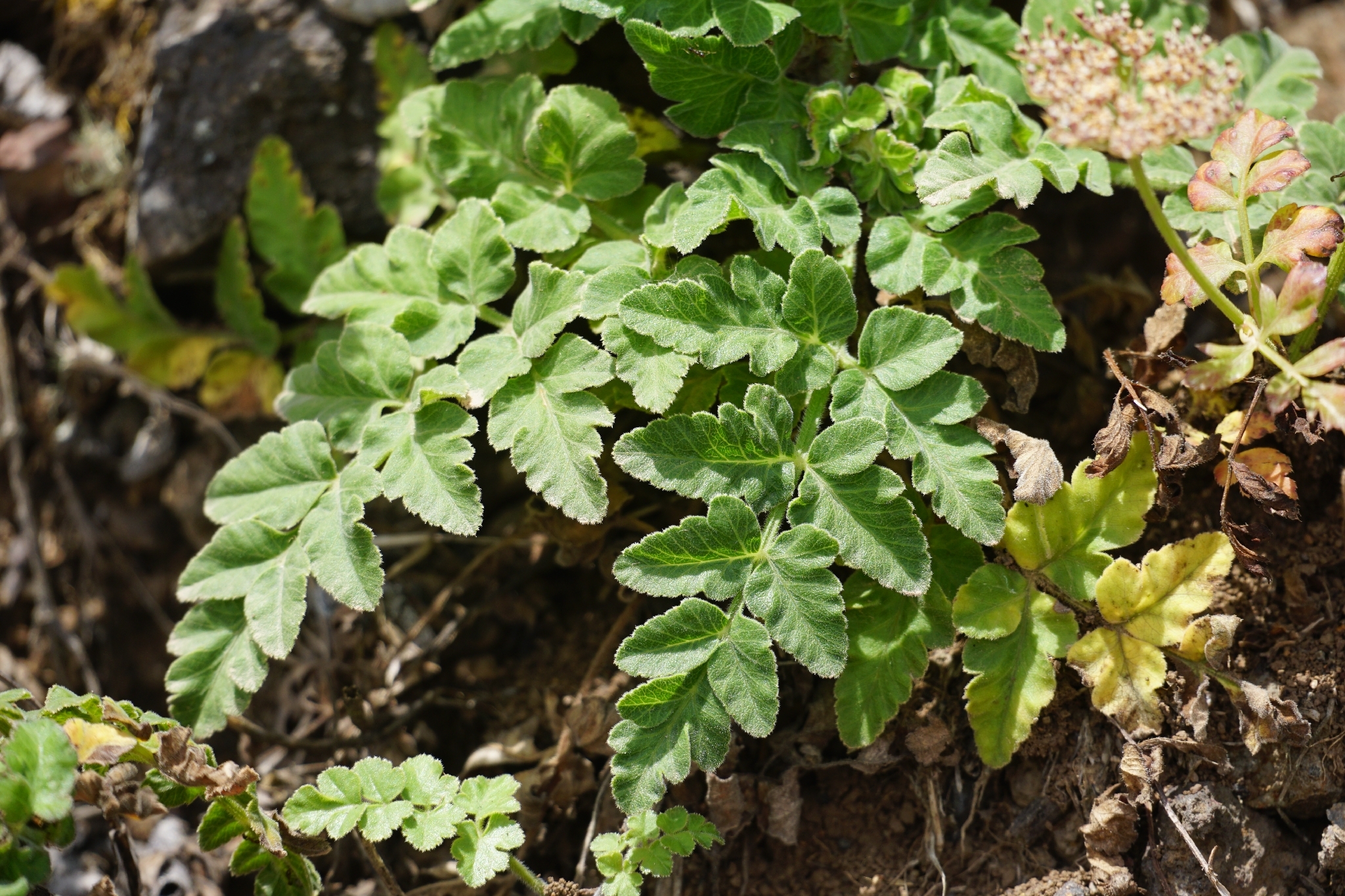 Imagem de Daucus insularis