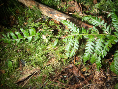 Polystichum setigerum
