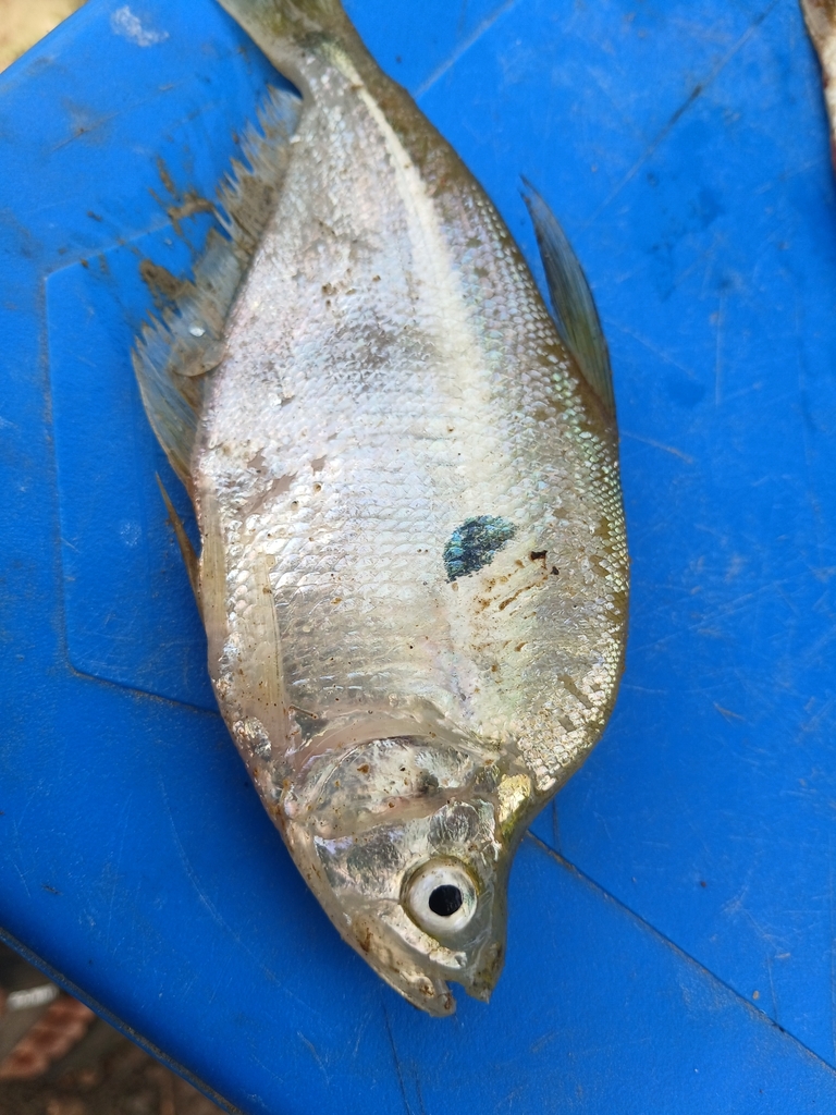 Glass sardine (Roeboides dayi) — Characidae