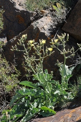 Lactuca crassicaulis