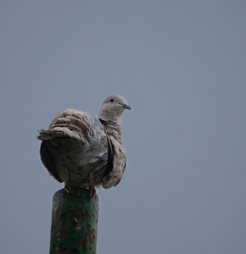 Eurasian Collared-Dove (Streptopelia decaocto)