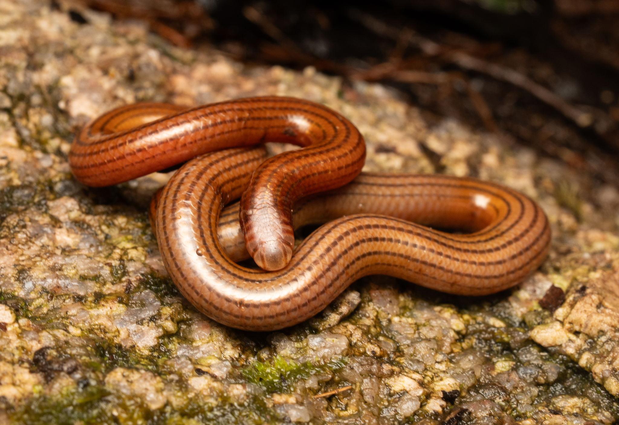 Seven-Striped Blind Snake photo 3