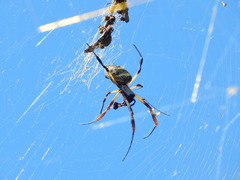 Trichonephila sexpunctata