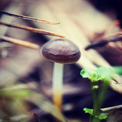 Strobilurus tenacellus