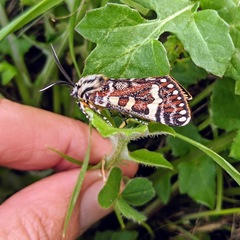Apina callisto