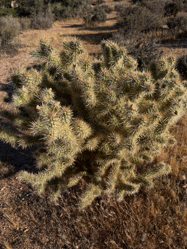 iNaturalist observation photo of Silver Cholla