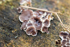 Auricularia mesenterica