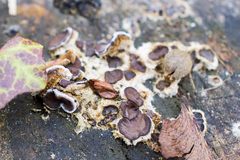 Auricularia mesenterica