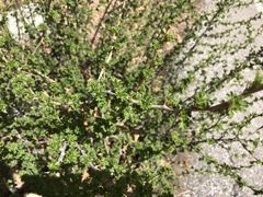 Ribes leptanthum