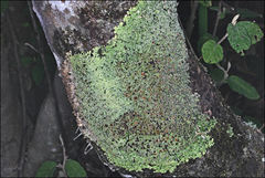 Pannaria minutiphylla