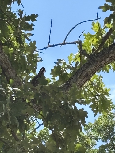 Northern Bobwhite observed by sciencegeek