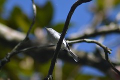 Polioptila caerulea caerulea