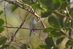 Polioptila caerulea caerulea