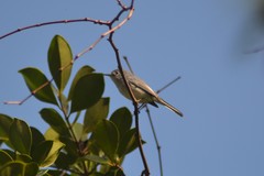 Polioptila caerulea caerulea