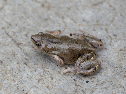 Featured image for “Western Narrow-mouthed Toad”