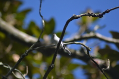 Polioptila caerulea caerulea
