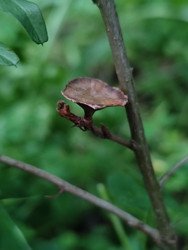 Andricus stefanii