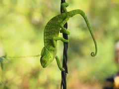 Chamaeleo zeylanicus