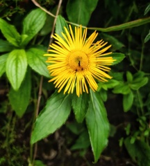 Pentanema orientale
