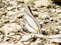 Polyura nepenthes