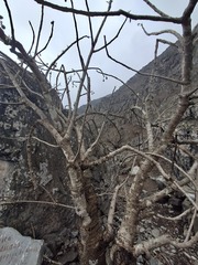 Vasconcellea candicans, photograph author not stated, no rights reserved