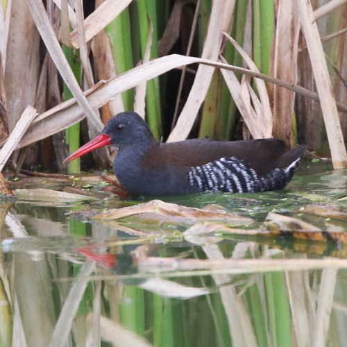 iNaturalist image