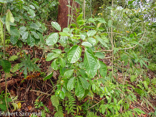 Polyscias guilfoylei observed 2026-04-06