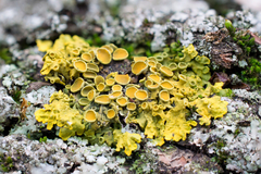 Xanthoria parietina