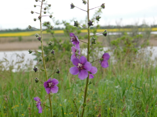 Purple Mullein