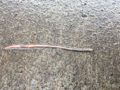 Aporrectodea caliginosa