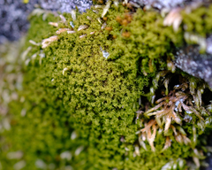 Amphidium californicum