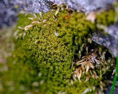 Amphidium californicum