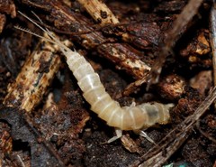 Nicoletiidae