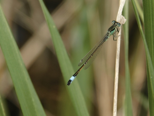 Blue-tailed Damselfly