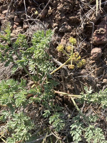Lomatium donnellii, 2026-04-18