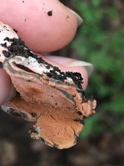 Hypomyces cervinigenus