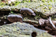 Schizophyllum commune