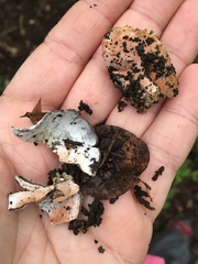 Hypomyces cervinigenus