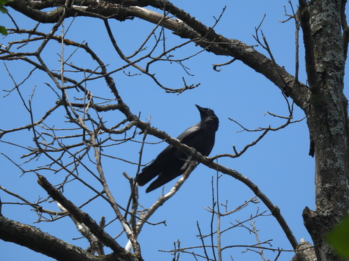 Featured image for “American Crow”