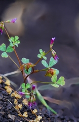 Trifolium gracilentum