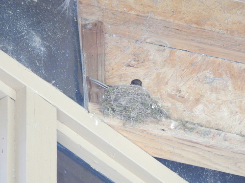 Featured image for “Eastern Phoebe”