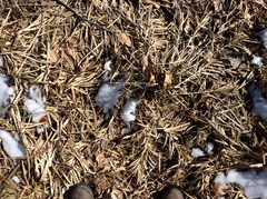 Carex muskingumensis