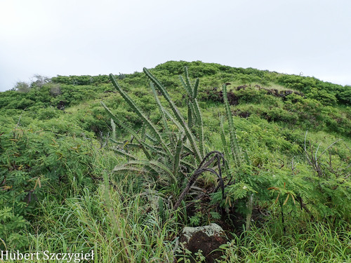 Acanthocereus tetragonus, 2026-04-11