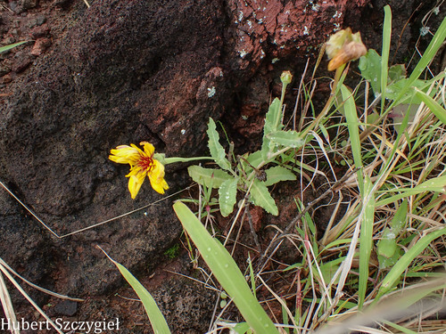 Reichardia tingitana observed 2026-04-11