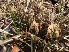 Carex muskingumensis