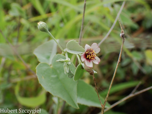 Abutilon incanum observed 2026-04-11