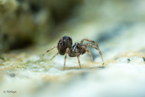 Trogloneta paradoxa