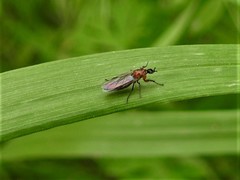 Dilophus tibialis breviceps