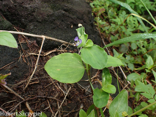 Commelina benghalensis observed 2026-04-11