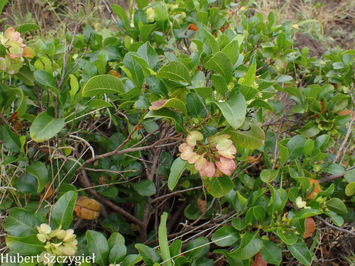 Dodonaea viscosa observed 2026-04-11